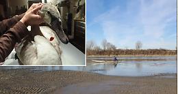 Cigno salvato, domenica 16 la liberazione in Po