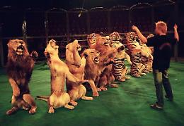 Sit-it al ritorno del circo, la Lav insorge
