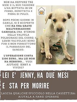 Cagnolina malata, mobilitazione per salvarla