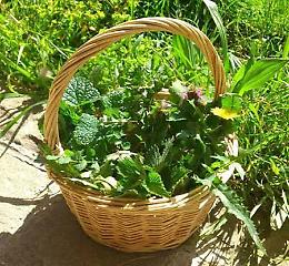 Escursione botanico-culinaria  alla ricerca di  erbe spontanee mangerecce