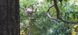FOTO Il salvataggio della gatta da sette giorni su un albero