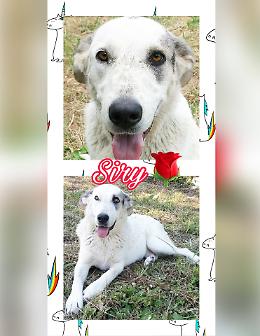 Siry, un anno, cerca casa