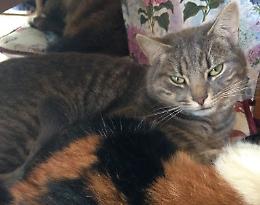 Smarrito Marti, non torna a casa da 2 mesi