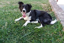 Chelly incrocio border collie cerca casa