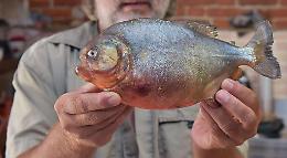 Piranha, gli Amici della golena: gli esposti non servono. L'Aidaa venga a trovarci