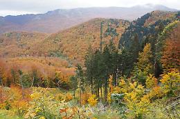 Foliage in Riserva: la fioritura autunnale della foresta