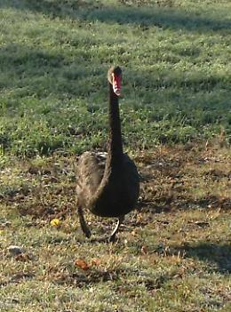 Cigno nero avvistato sulla riva e poi agli 'Oppiazzi'