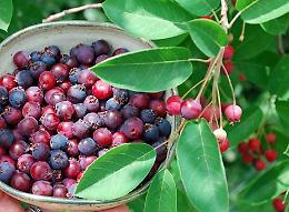 Amelanchier Canadensis o Pero corvino sconosciuto nella nostra alimentazione