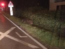 Cinghiali avvistati in via Rosario, vigili: 'Massima prudenza'
