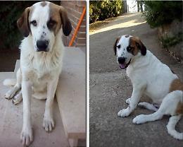 Smarrito, alla ricerca di Zack: avvistato tra Castelverde e il Migliaro