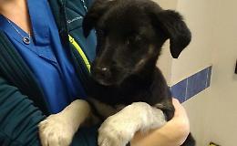 Cagnetta e cuccioli in tangenziale, volontario ferma il traffico e ne salva uno
