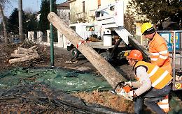 Al via il piano di ri-piantumazione del Comune, a dimora 100 nuovi alberi