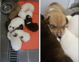 Cuccioli &lsquo;gettati&rsquo;. Sono otto, e adesso sono salvi