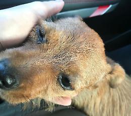 Gettata dal furgone, cucciola salvata