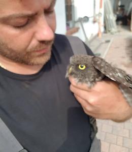 Civetta rimane intrappolata nella canna fumaria, salvata dallo spazzacamino