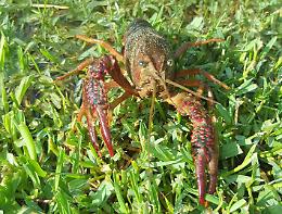 Gambero killer,  dove passa cancella ogni cosa