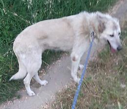 Cremona, Siria si &egrave; smarrita