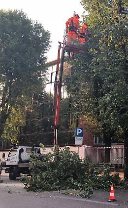 Viale Trento e Trieste, scoppia la polemica sulle piante tagliate
