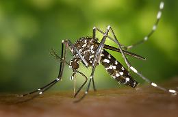 West Nile virus, individuati altri 2 casi in provincia
