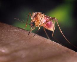 West Nile virus, primo contagio umano in provincia