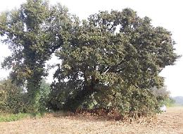 Quercia secolare messa ko dagli scavi delle nutrie