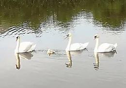 E&rsquo; allarme: morto un altro cigno
