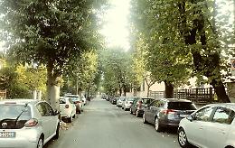 Via Bacchetta, alberi da abbattere: appello del M5S in Regione per salvarli