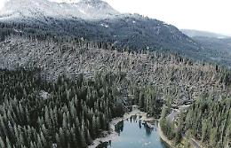 La foresta dei violini piegata dal maltempo