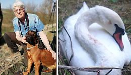 Cigno ucciso, i cacciatori: 'Questa non &egrave; caccia, siamo indignati&rsquo;