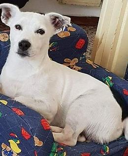 Appello di Lav Cremona: "Riportiamo a casa Charlie"