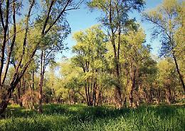 Nel Parco Oglio Sud 'la foresta che dona benessere all’uomo'