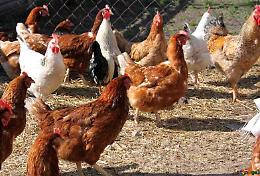 Quei pollai in paese: &laquo;Regole s&igrave;, ma uguali per tutti&raquo; 