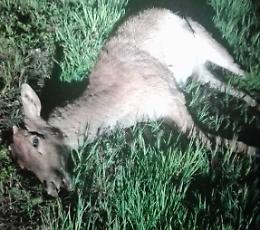 Auto investe un daino: illesa la conducente, morto l'animale