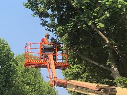 Rimosso platano in viale Po a tutela della pubblica incolumit&agrave;