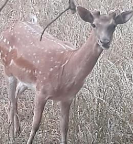 Parco, polemica sui daini. Legambiente: "Solo allarmismo"