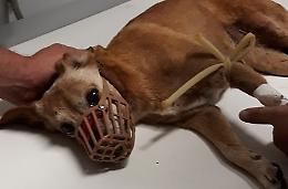 Castelvetro: animali, clandestina a bordo