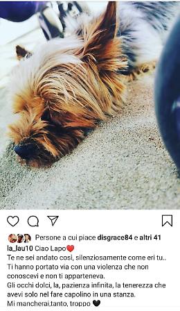 Cane ucciso da un pitbull, indagini: sentiti i testimoni