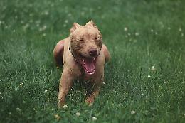 Pitbull aggredisce un cane, padrona trascinata e ferita