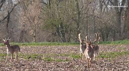 Area parco e daini, Lazzari: 'Emergenza rientrata'
