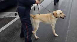 Spaccio lungo il Po, tre denunciati grazie al fiuto di Grom