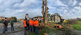 Abbattimento dell'olmo monumentale, chiusa la strada dei Due Ponti