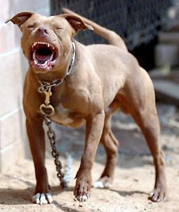 Pitbull attacca e sbrana un cane: denuncia