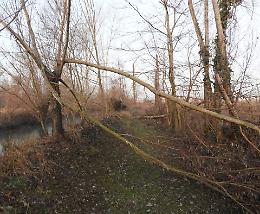 &laquo;Salvare i filari per evitare i disastri causati dalle tempeste&raquo;