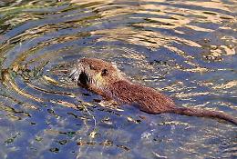 Curtatone, nutrie nel parco alla scuola materna

