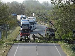 Il vento abbatte due pioppi, uno lungo la tangenziale