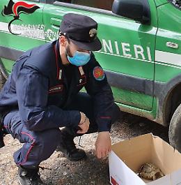 Tartaruga ferita, pronto intervento dei Carabinieri forestali