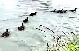 Orzi, gli anatroccoli tornano a casa
