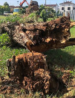 Alberi tagliati: «Ma dispiace a tutti»