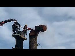 VIDEO L'abbattimento dell'olmo monumentale a Villanova
