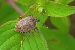 Cimice asiatica, lotta serrata: risarcimenti alle aziende agricole